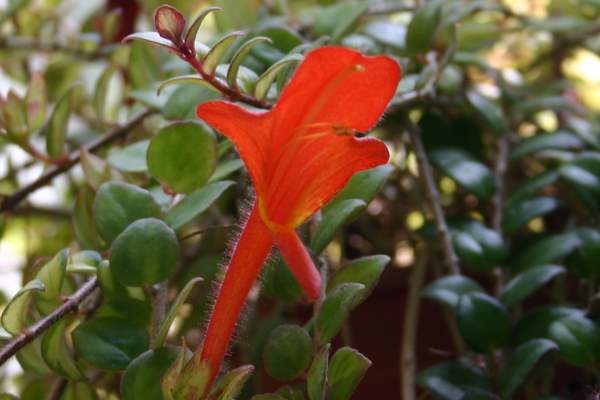 http://www.cloudjungle.com/cloudjungle/Gesneriaceae/Columnea/Columnea cascading beauty flower1.jpg